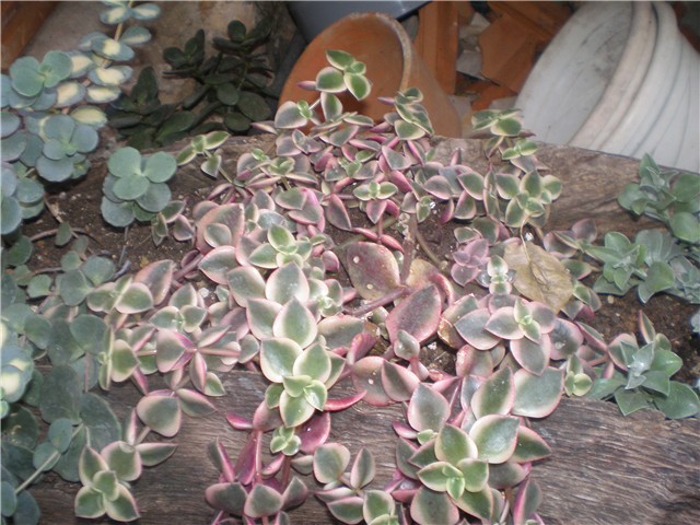 Crassula marginalis
